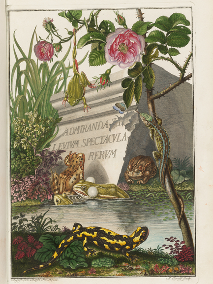 Zu sehen ist ein Blatt aus der "Historia Natvuralis Ranarvm Nostrativm", der natürlichen Historie der Froesche des hiesigen Landes, das 1758 in Nürnberg erschien und aus der Sammlung Turmbestände stammt. Signatur: Th G 1 : 7 (a).