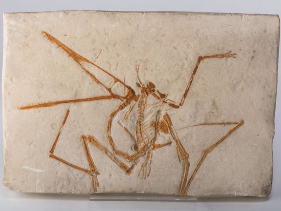 Gipsabguss eines Flugsaurierskeletts aus Goethes Sammlung