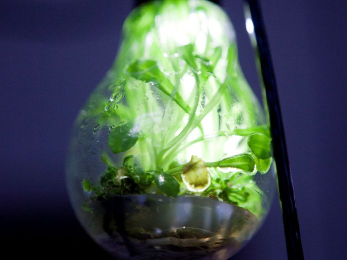 Glühbirne, die mit Pflanzen gefüllt ist und beleuchtet wird