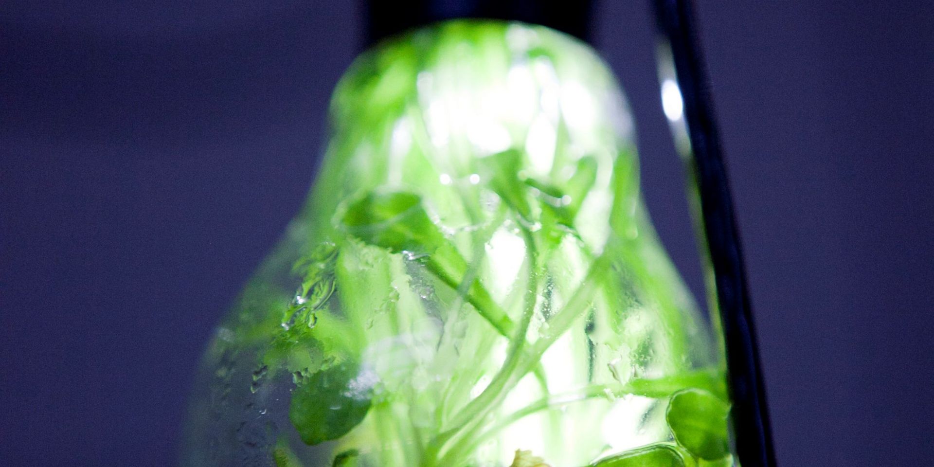 Glühbirne, die mit Pflanzen gefüllt ist und beleuchtet wird