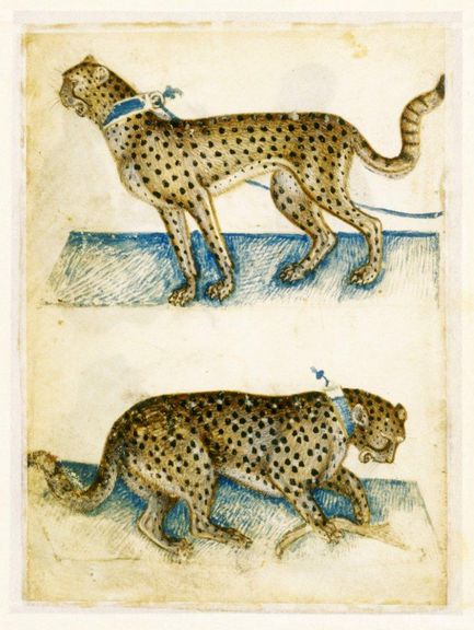 Lombardischer Meister (Meister des Tiermusterbuches von Weimar), Jagdgepard und Leopard mit Knochen, um 1400, Pinsel in Braun, Weiß, Rot und Blau 