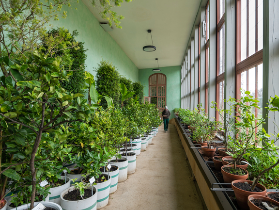 Zitrusgewächse im neuen Haus der Orangerie