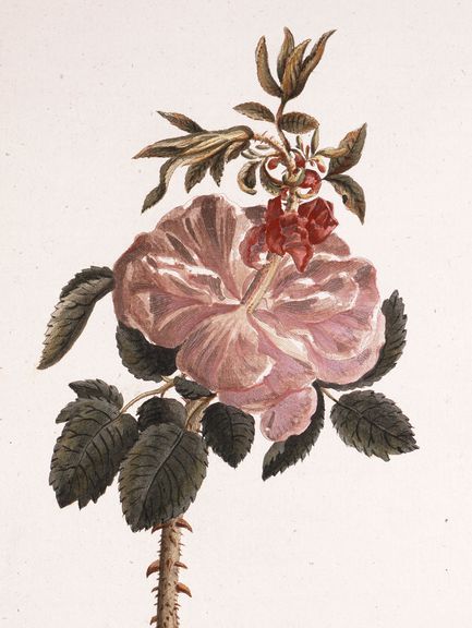 Johann Wolfgang Goethe, Durchgewachsene Rose