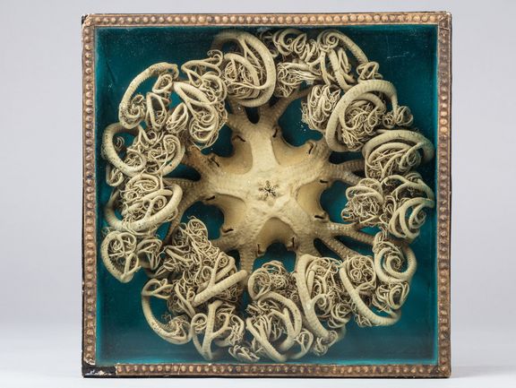 Ansicht eines Gorgonenhauptes