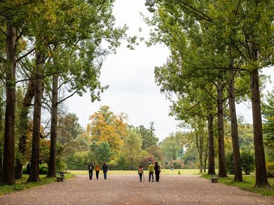 Spaziergänger in einer großen Allee im Park an der Ilm in Weimar