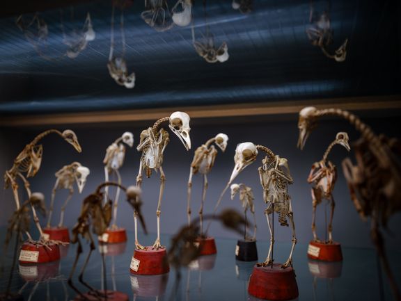 Mehrere Skelette von Flugvögeln