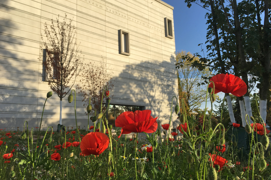Westseite der Sehenswürdigkeit Bauhaus-Museums Weimar im Abendlicht mit Mohnblumen