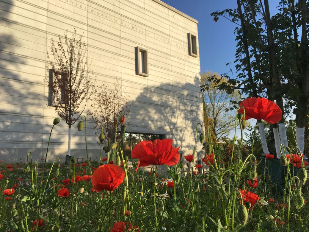 Westseite der Sehenswürdigkeit Bauhaus-Museums Weimar im Abendlicht mit Mohnblumen