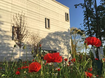 Westseite der Sehenswürdigkeit Bauhaus-Museums Weimar im Abendlicht mit Mohnblumen