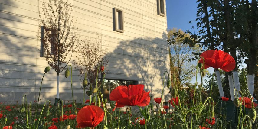 Westseite der Sehenswürdigkeit Bauhaus-Museums Weimar im Abendlicht mit Mohnblumen