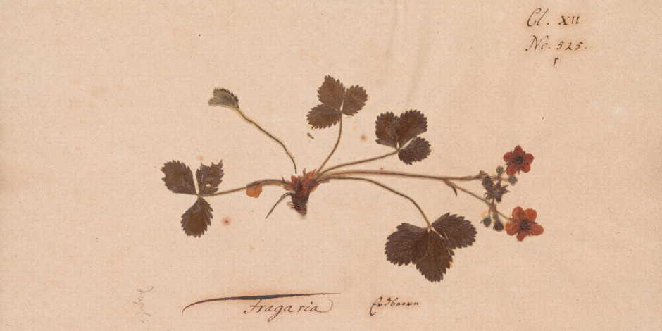 Goethes Botanische Sammlung
