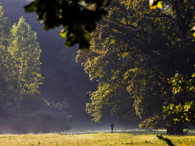 Trees fringe misty meadows