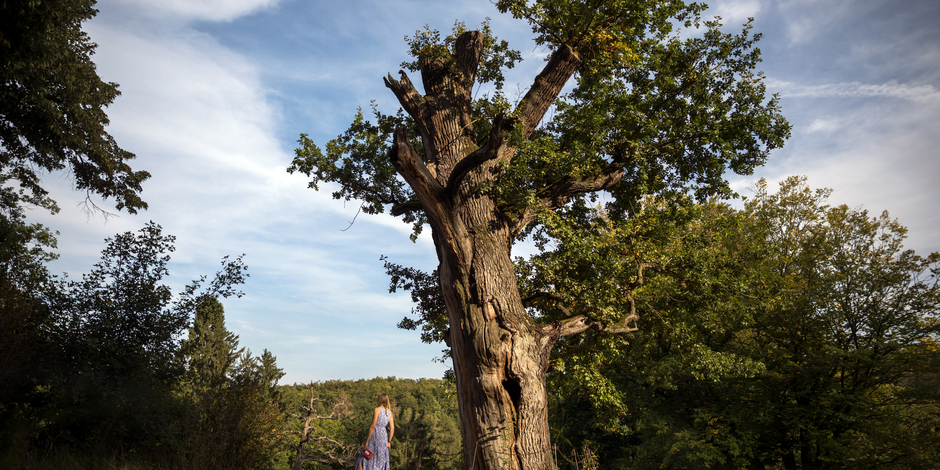 Woman in blue dress stands with her back to the camera next to an old oak tree