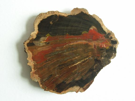 Verkieseltes Holz, geschliffen 