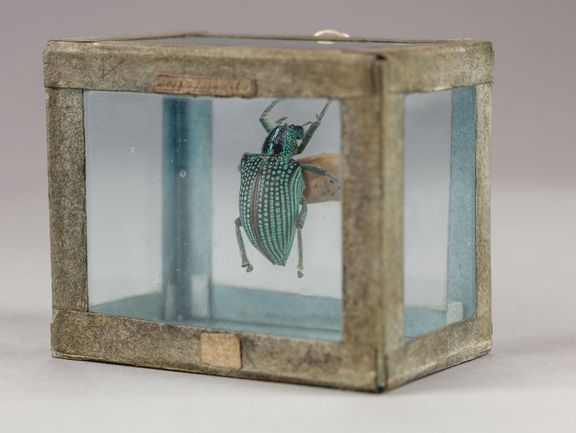 Brillantkäfer (Diamantkäfer, Curculio imperialis)