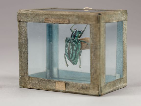 Brilliant beetle (Curculio imperialis)