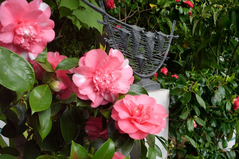 Kamelie und Skulpturen Großaufnahme von drei pinkfarbenen Blüten und einer Skulptur im Hintergrund