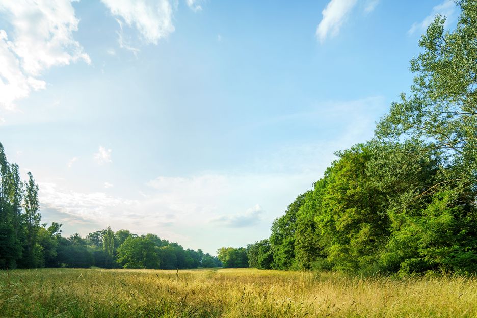 Die Glockenwiese im Park an der Ilm