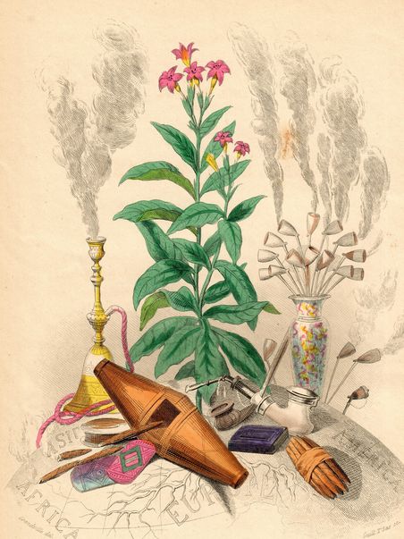 Zeichnung einer Tabakpflanze und Utensilien zum Rauchen