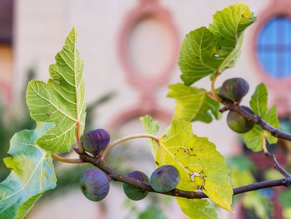 Feigen reifen im Schlosspark.