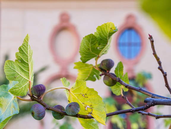 Feigen reifen im Schlosspark.
