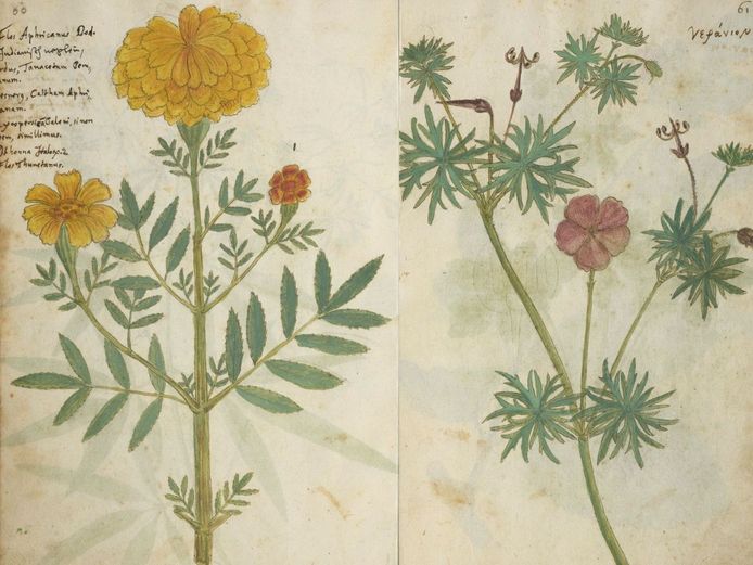 Two plant illustrations from the Codex Kentmanus