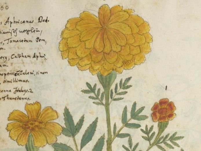 Zwei Pflanzenzeichnungen aus dem Codex Kentmanus