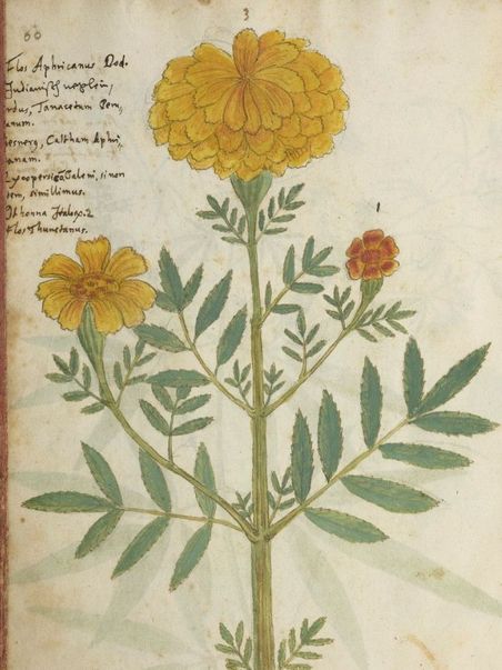 Zwei Pflanzenzeichnungen aus dem Codex Kentmanus