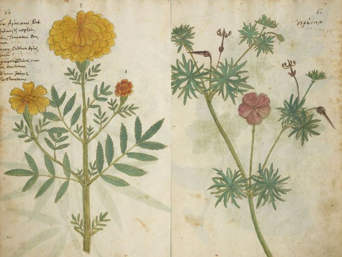 Codex Kentmanus Two plant illustrations from the Codex Kentmanus