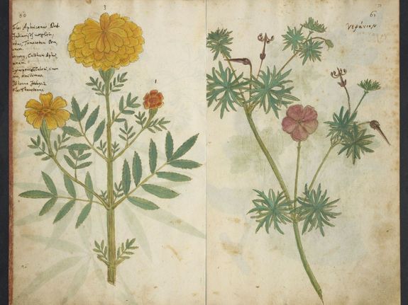 Zwei Pflanzenzeichnungen aus dem Codex Kentmanus