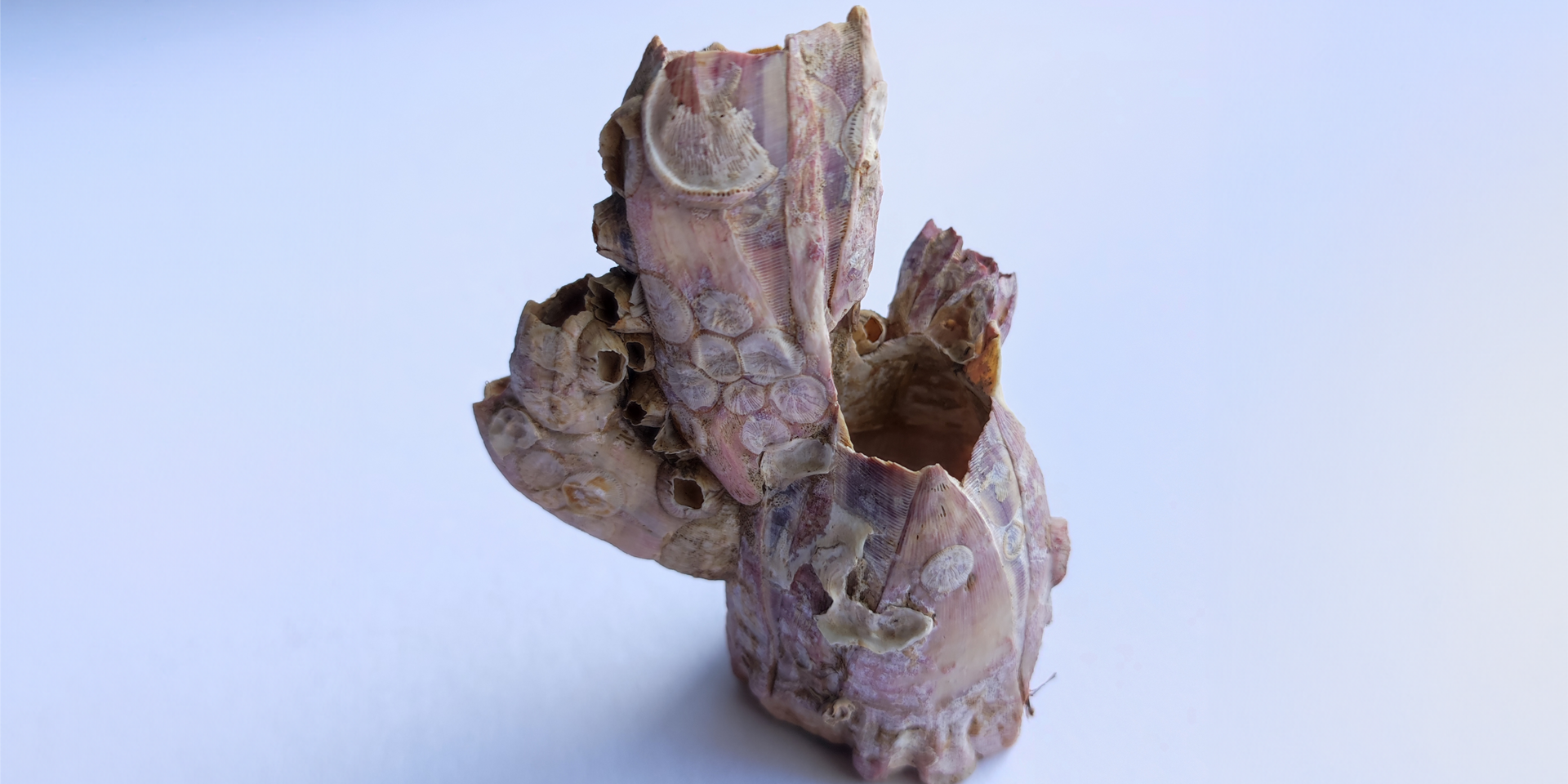 Fossile Seepocken aus Goethes Sammlungen