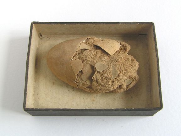  Kranichei aus den Travertinbrüchen bei Weimar 