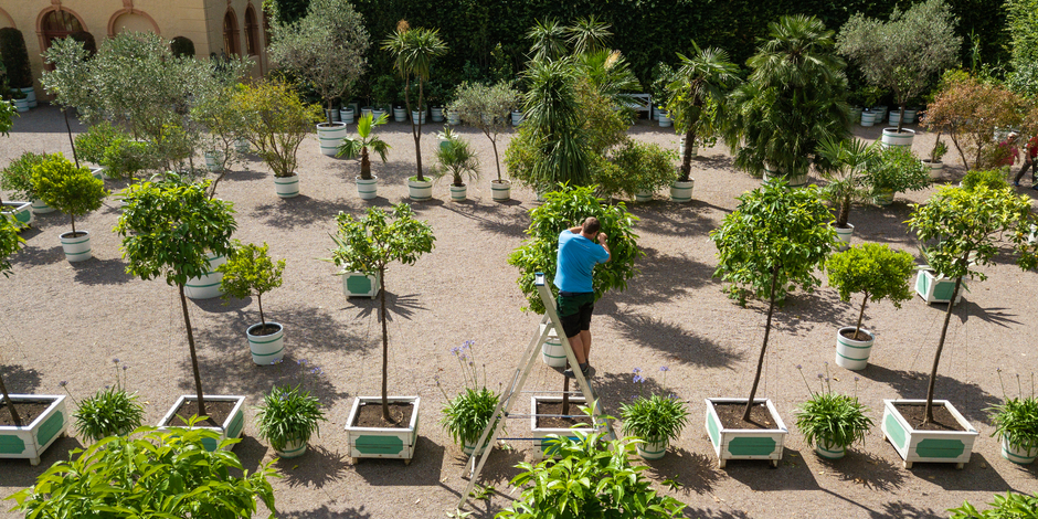 Gärtnerische Arbeit  Ein Gärtner bescheidet die Zitruspflanzen an Orangerie Belvedere.