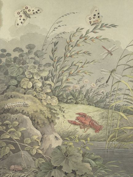 Zingg, Adrian: „Wasserranft mit Krebs, Schmetterlingen, Libellen und Sanddorn“, um 1800
