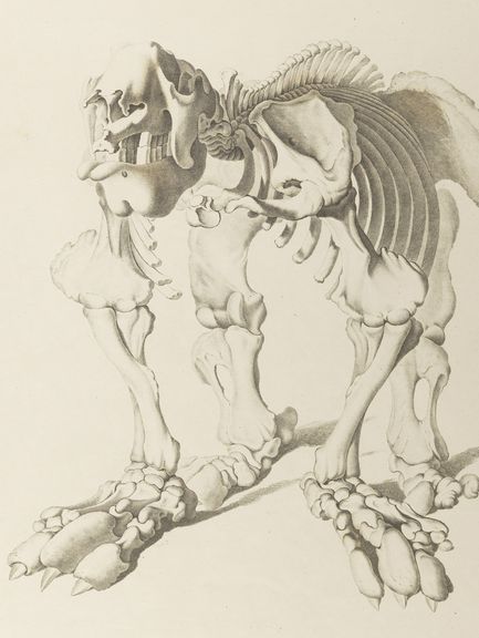 Joseph d'Alton: „Illustration zu Christian Heinrich Panders Das Riesenfaulthier“, 1821