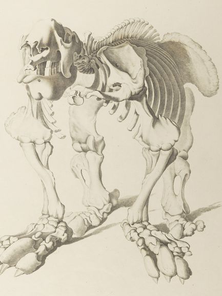 Joseph d’Alton: “Illustration of Christian Heinrich Pander’s Giant Sloth”, 1821