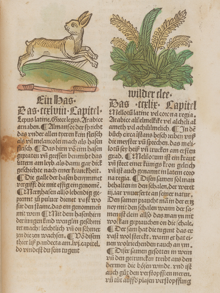 Zu sehen ist eine Seite, die einen Hasen und eine Pflanze jeweils über einer Spalte Text zeigt. Die Seite stammt aus dem Buch: "Herbarius zu teutsch|| vnnd von allerhandt|| kreueteren". Das Buch ist in Augsburg 1496 erschienen. Es gehört zur Inkunabelsammlung. Signatur: Inc 135.