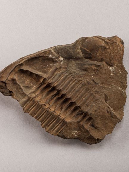 Trilobitenfossil aus Goethes Sammlung