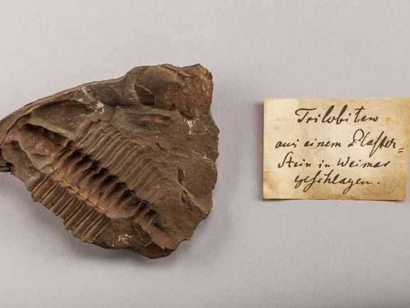 Fossil of a trilobite from Goethe’s collection
