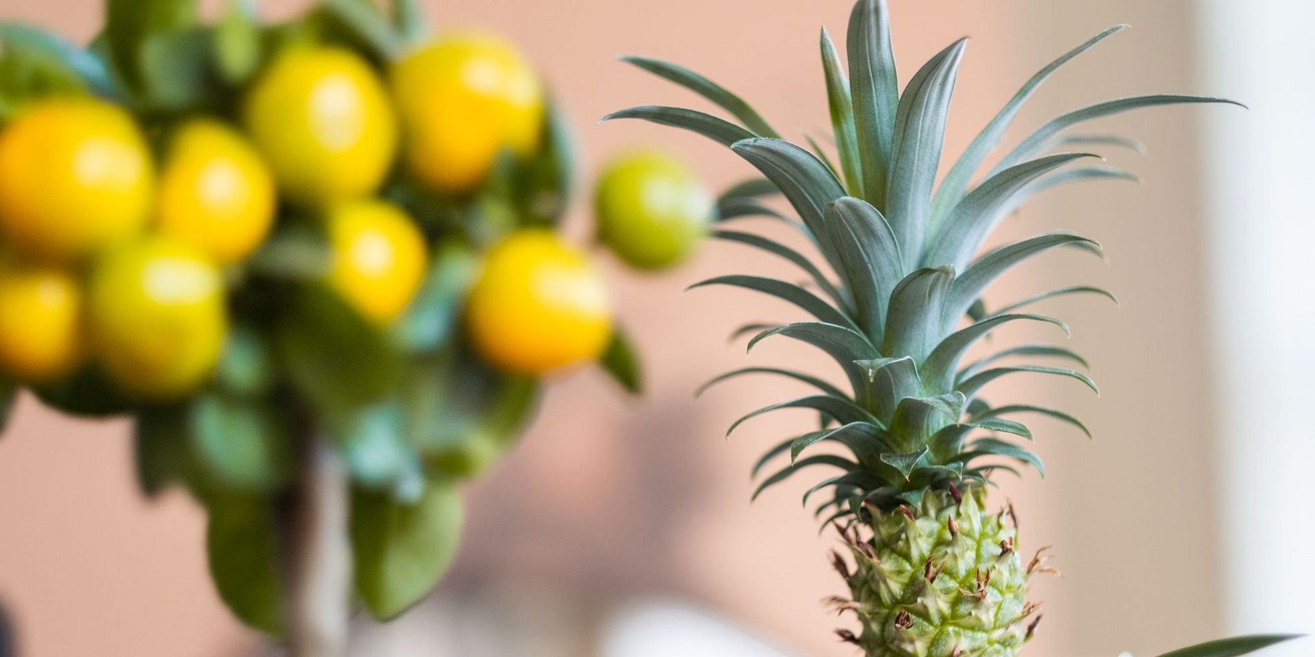 Nahaufnahmen von Citrus- und Ananaspflanzen