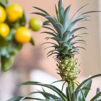 Nahaufnahmen von Citrus- und Ananaspflanzen