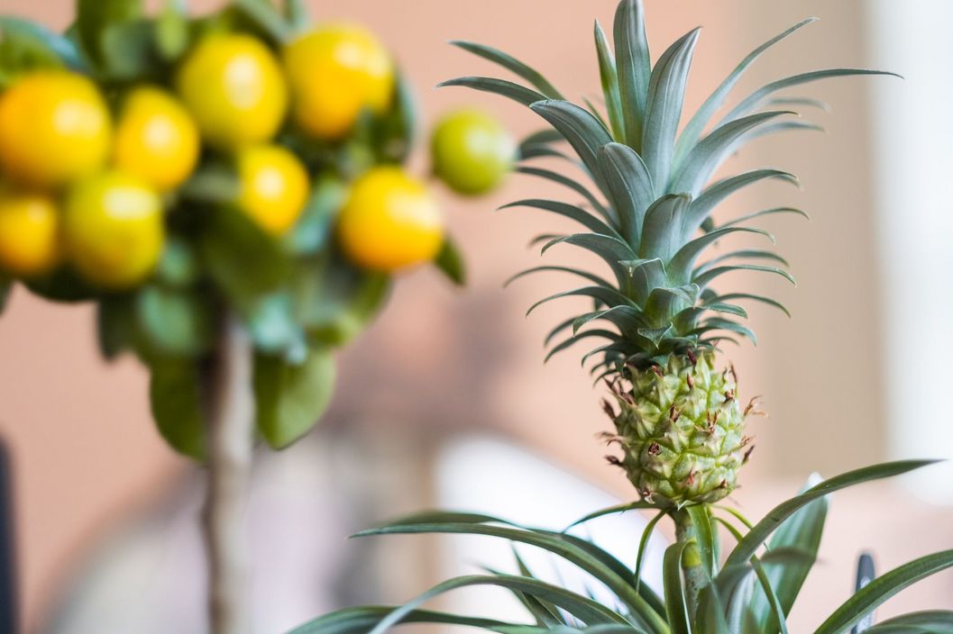 Nahaufnahmen von Citrus- und Ananaspflanzen